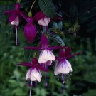 100 Hanging  Fuchsia Flowers T6 SEEDS