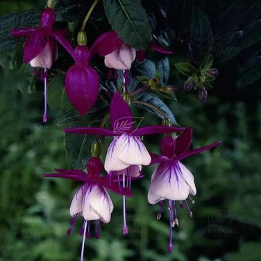 100 Hanging  Fuchsia Flowers T6 SEEDS