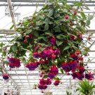 100 Hanging  Fuchsia Flowers T8 SEEDS