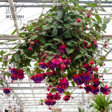 100 Hanging  Fuchsia Flowers T8 SEEDS