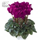 10 Cyclamen Hardy Flowers T11 SEEDS