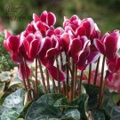 10 Cyclamen Hardy Flowers T12 SEEDS