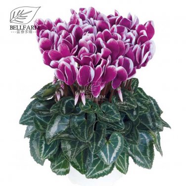 10 Cyclamen Hardy Flowers T14 SEEDS