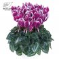 10 Cyclamen Hardy Flowers T14 SEEDS