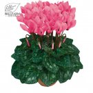 10 Cyclamen Hardy Flowers T16 SEEDS