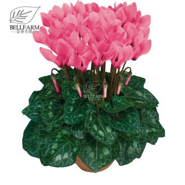 10 Cyclamen Hardy Flowers T16 SEEDS