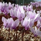 10 Cyclamen Hardy Flowers T17 SEEDS