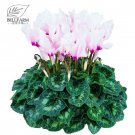 10 Cyclamen Hardy Flowers T18 SEEDS
