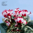 10 Cyclamen Hardy Flowers T19 SEEDS