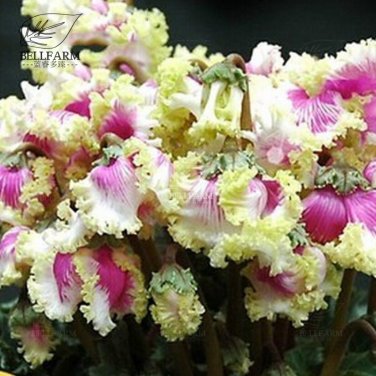 10 Cyclamen Hardy Flowers T20 SEEDS