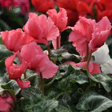 10 Cyclamen Hardy Flowers T21 SEEDS