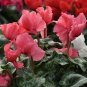 10 Cyclamen Hardy Flowers T21 SEEDS