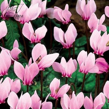 10 Cyclamen Hardy Flowers T22 SEEDS