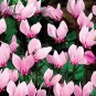 10 Cyclamen Hardy Flowers T22 SEEDS