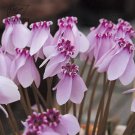 10 Cyclamen Hardy Flowers T24 SEEDS