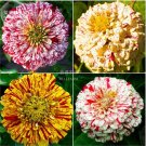 50 Colourful Zinnia Flowers T1 SEEDS