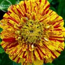 50 Colourful Zinnia Flowers T4 SEEDS