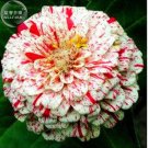 50 Colourful Zinnia Flowers T5 SEEDS