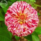 50 Colourful Zinnia Flowers T6 SEEDS
