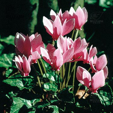 10 Cyclamen Hardy Flowers T4 SEEDS
