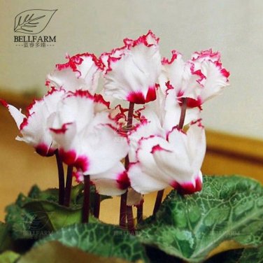 10 Cyclamen Hardy Flowers T6 SEEDS