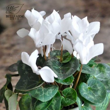 10 Cyclamen Hardy Flowers T7 SEEDS