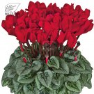 10 Cyclamen Hardy Flowers T9 SEEDS