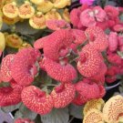 Begonia Flower (Begonia semperflorens) Potted  10 Pelleted  SEEDS