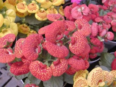 Begonia Flower (Begonia semperflorens) Potted  10 Pelleted  SEEDS