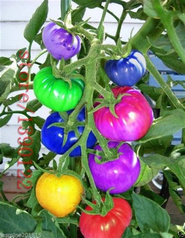 Big Family 100 very rare imported rainbow tomato  fruit& vegetable SEEDS