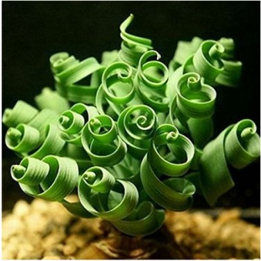 200 Spring grass Succulents  Grass DIY bonsa SEEDS