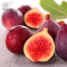 6 Ficus Carica 'Panache' Tiger Stripe Fig Black Red Fig Tree Organic T2 SEEDS