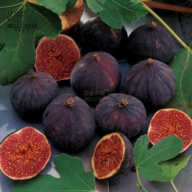 6 Ficus Carica 'Panache' Tiger Stripe Fig Black Red Fig Tree Organic T5 SEEDS
