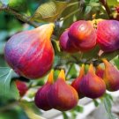 6 Ficus Carica 'Panache' Tiger Stripe Fig Black Red Fig Tree Organic T6 SEEDS