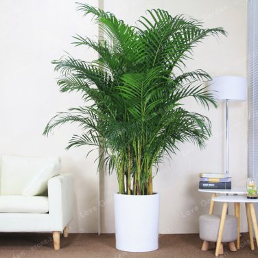 5 Chrysalidocarpus Lutescens Home  Areca Palm SEEDS