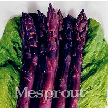 Purple Asparagus Delicious jardin vegetable sementes da fruta - 50  SEEDS