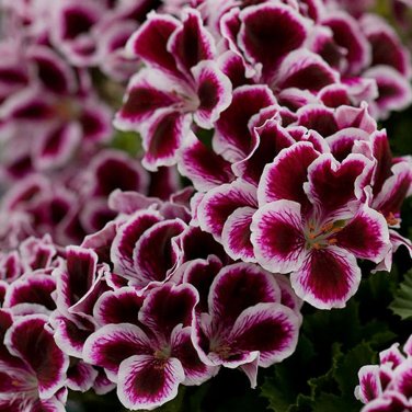 10 Geranium 'Elegance Imperial' Flower Rich Burgundy Purple Pelargonium SEEDS