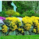 100 Creeping Thyme Or Blue ROCK CRESS T10 SEEDS