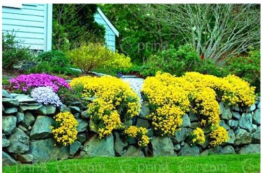 100 Creeping Thyme Or Blue ROCK CRESS T10 SEEDS