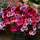 Geranium mix Dark Red Petals Pink Edege Flowers Deep Red and White Semidouble  SEEDS