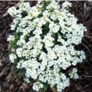 100 Creeping Thyme Or Blue ROCK CRESS T3 SEEDS