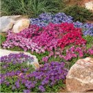 100 Creeping Thyme Or Blue ROCK CRESS T5 SEEDS