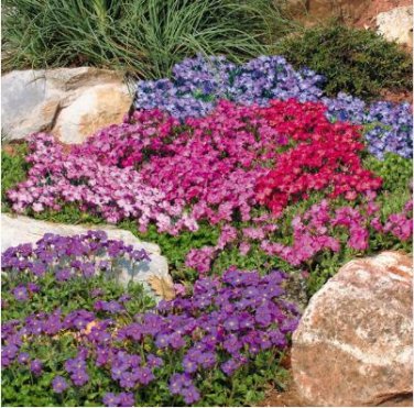 100 Creeping Thyme Or Blue ROCK CRESS T5 SEEDS