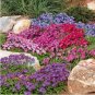 100 Creeping Thyme Or Blue ROCK CRESS T5 SEEDS