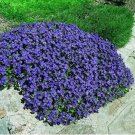 100 Creeping Thyme Or Blue ROCK CRESS T6 SEEDS