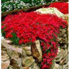 100 Creeping Thyme Or Blue ROCK CRESS T7 SEEDS