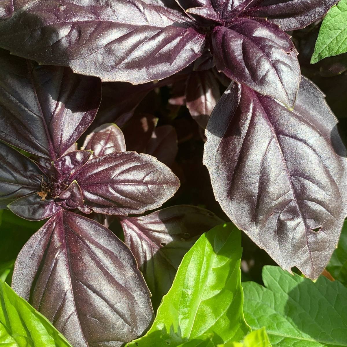 Purple Sweet Basil with Giant Leaves 100 Ocimun Basilicum Perilla SEEDS
