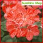 Geranium 'Avenida' Pink Orange Flowers 10 Pelargonium Single Petals   SEEDS