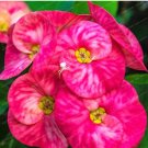 Euphorbia Milii Hybrid Middle 100 Big Flowers T1 SEEDS