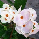 Euphorbia Milii Hybrid Middle 100 Big Flowers T3 SEEDS